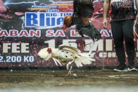 pitmaster cockfighting